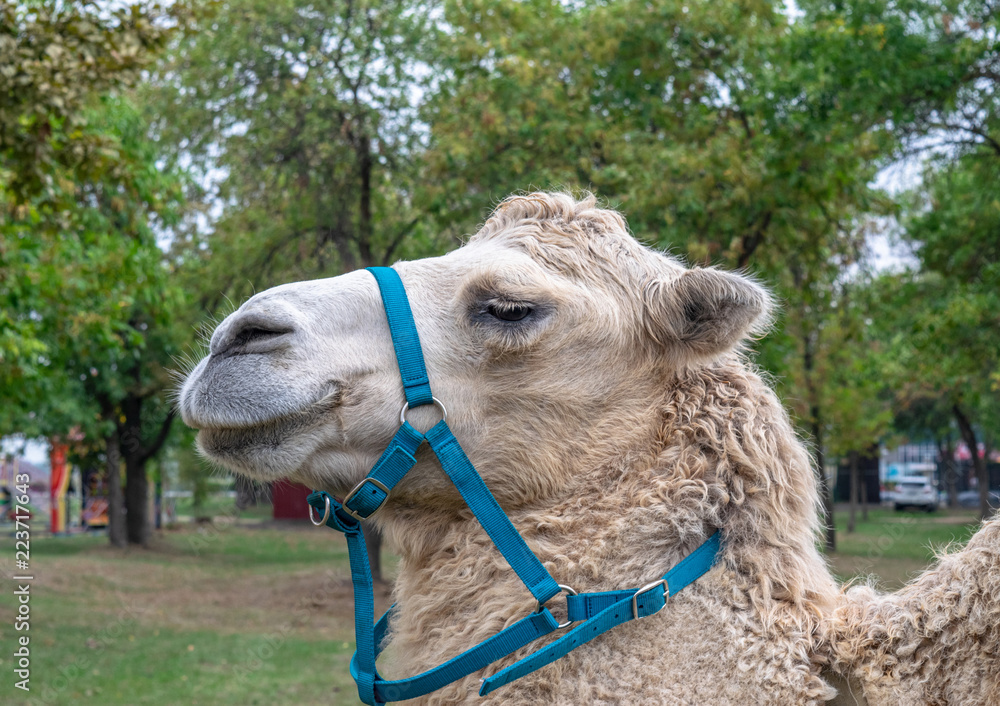 Obraz premium A two-humped camel in the city park. Camel walking in the park.