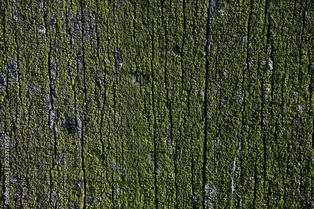 Obraz premium old wood 