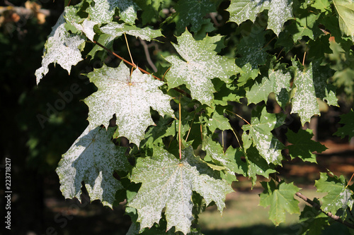 Powdery mildew on leaves of Norway Maple. Maple tree fungal disease