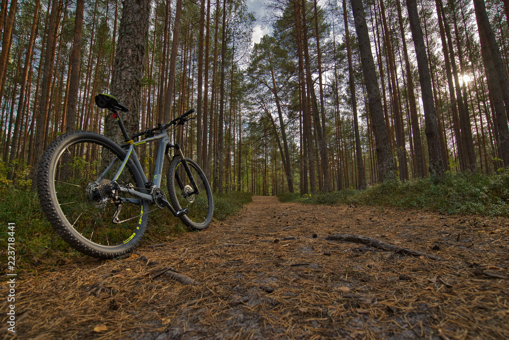 Fototapeta premium mountain bike ride through the forest