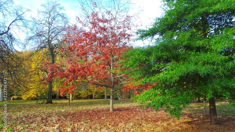 London · Hyde Park · Colorful trees