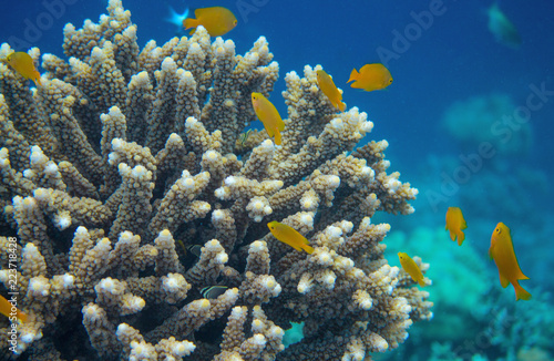 Underwater landscape with tropical fish. Yellow tropical fish in coral reef. Coral fish family closeup. photo