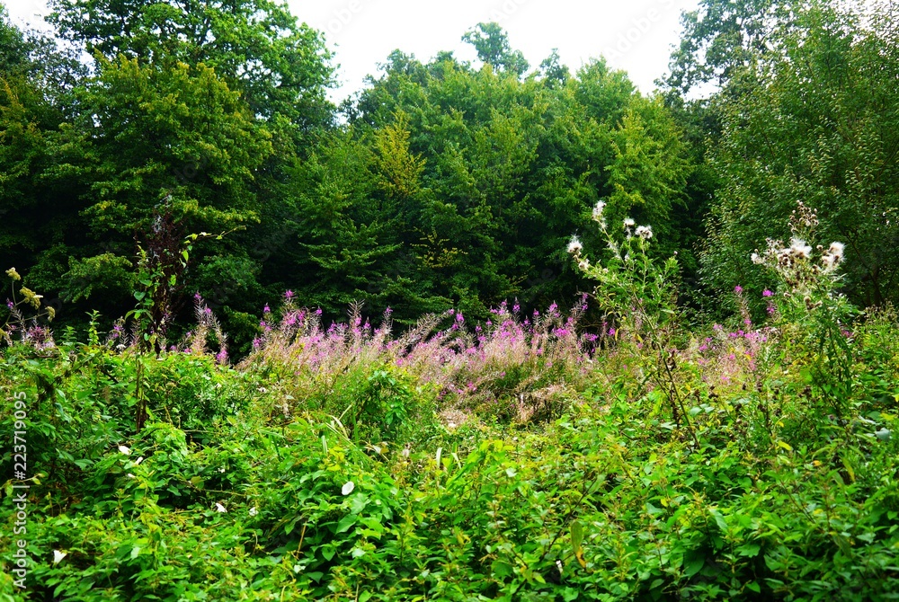 pink wildflower meadow in forest clearing pink wildflower meadow in forest clearing