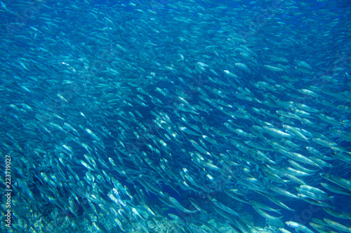 Sardine colony in open sea water closeup. Massive fish school underwater photo. Pelagic fish swimming in seawater.