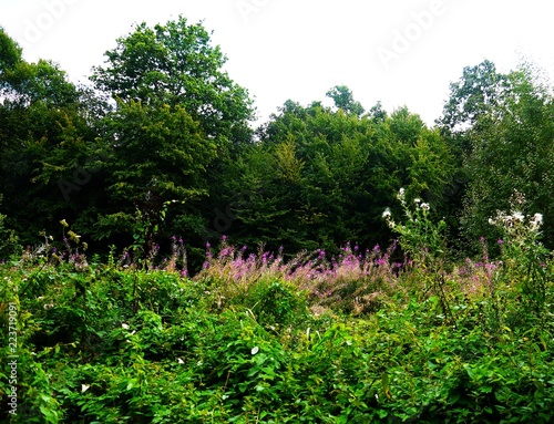 wildlower meadow in forest clearing summer photo