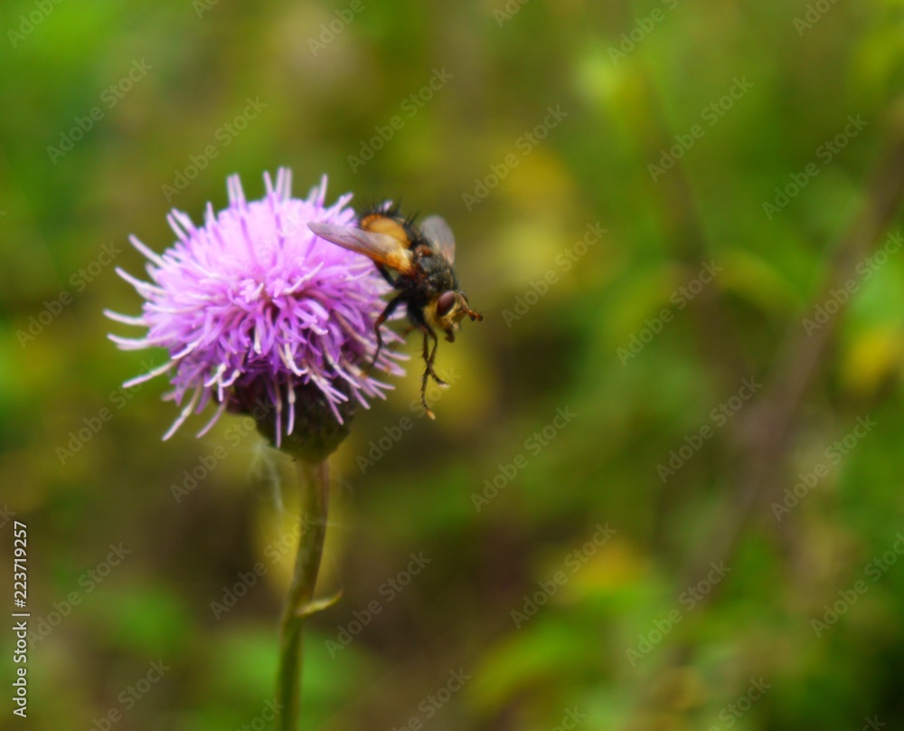 fly pollinating pink thistle flower fly pollinating pink thistle flower
