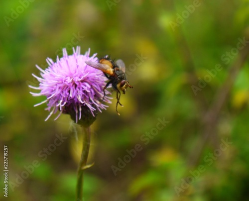 fly pollinating pink thistle flower © Outerground