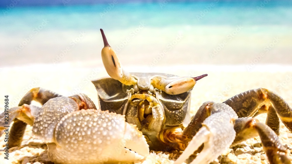 crab standing in a beach resort in Maldives. crab standing in a beach resort in Maldives.