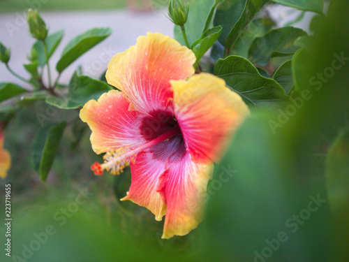 Pink rot orangene Hibiskusbl  te mit Bl  ttern