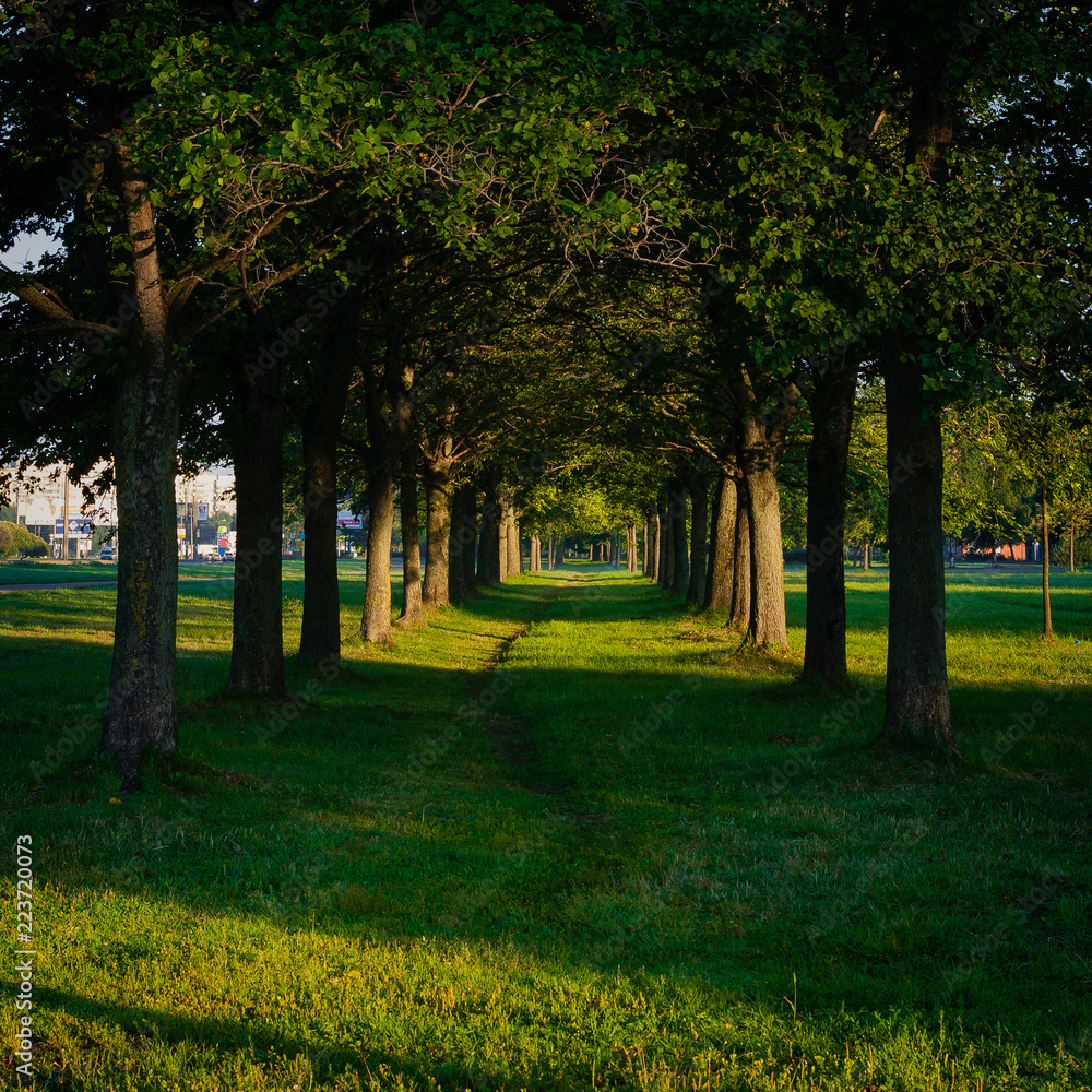 Obraz premium alley in the park