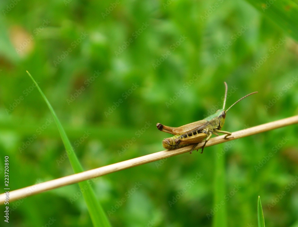 small green grasshopper on blade of grass forest small green grasshopper on blade of grass forest