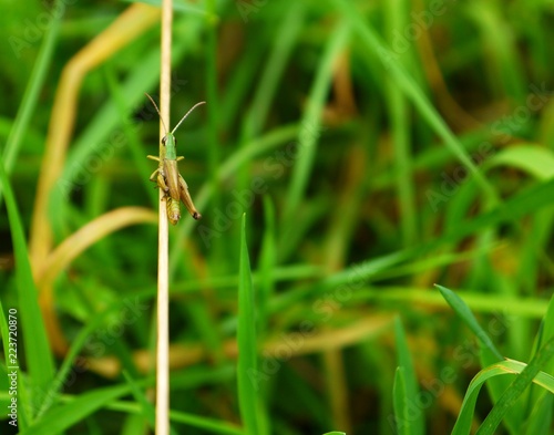 grasshopper resting on grass blade