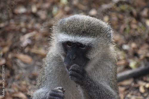 Monkey Eating Nuts