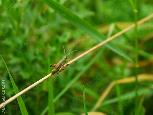 small green grasshopper on blade of grass 