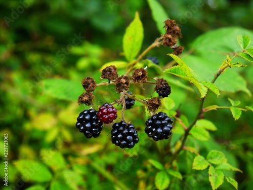 wild blackberries ripening 