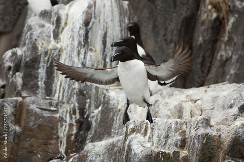 Razorbill (Alca torda) taking off from nest site at colony photo