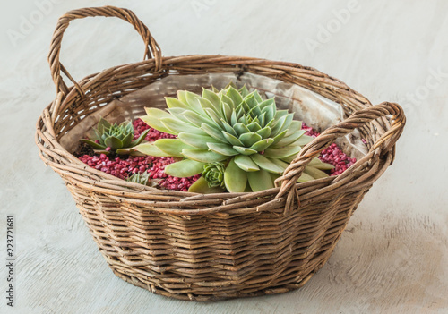 Rosette Sempervivum in the basket