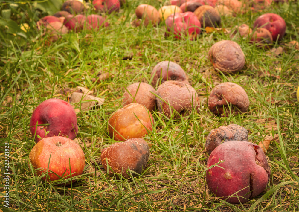 Fallen apples in garden in autumn Fallen apples in garden in autumn