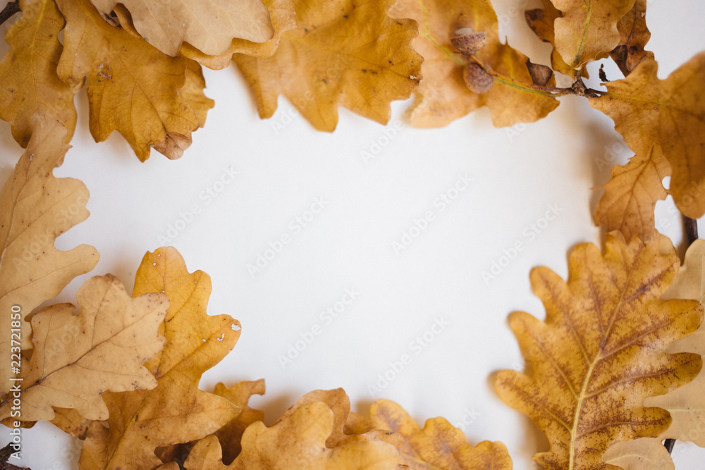 background of autumn oak leaves on the white with copy space background of autumn oak leaves on the white with copy space