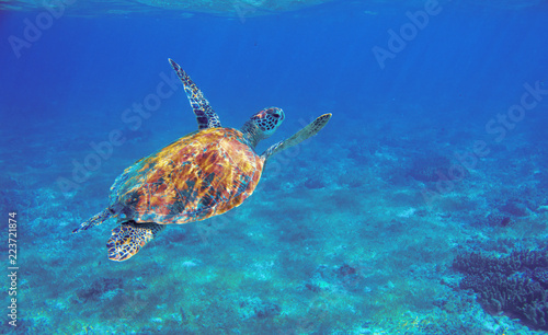 Sea turtle with orange shell underwater photo. Marine green sea turtle. Wildlife of tropical coral reef. Sea tortoise