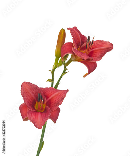 Pink Daylily   Hemerocallis   on a white background