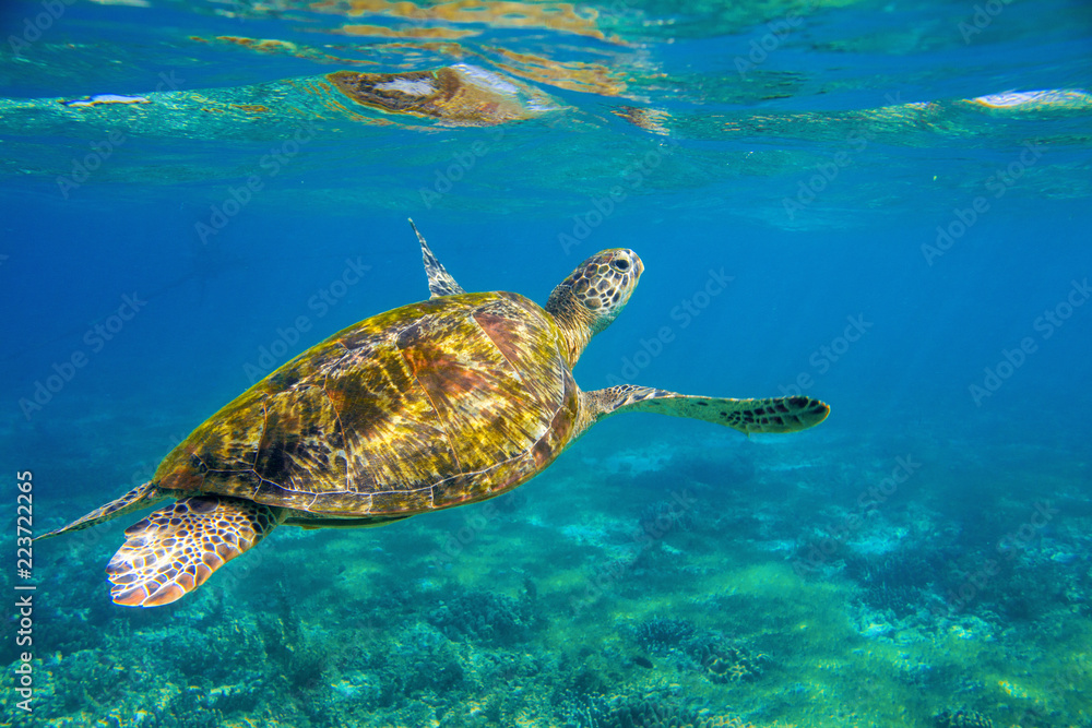 Obraz premium Sea turtle underwater photo. Marine green sea turtle closeup. Wildlife of tropical coral reef.