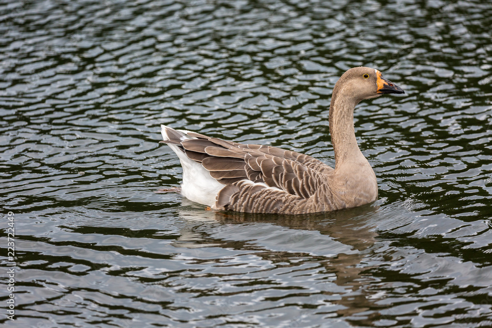 Obraz premium bird in water