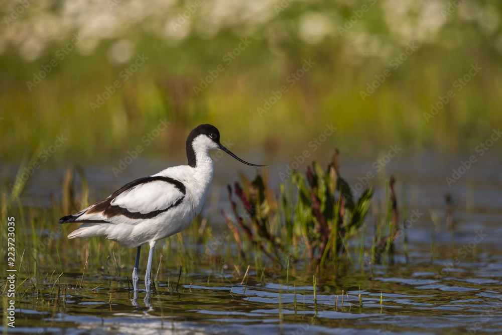 Fototapeta premium Avocette élégante (Recurvirostra avosetta - Pied Avocet)
