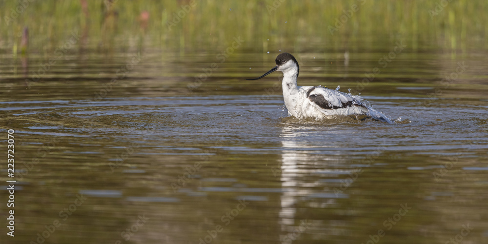 Fototapeta premium Avocette élégante (Recurvirostra avosetta - Pied Avocet) faisant sa toilette et prenant son bain.