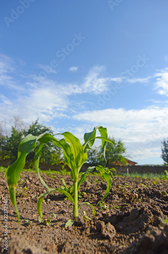 Young Corn Plants. Young green corn growing on the field. 