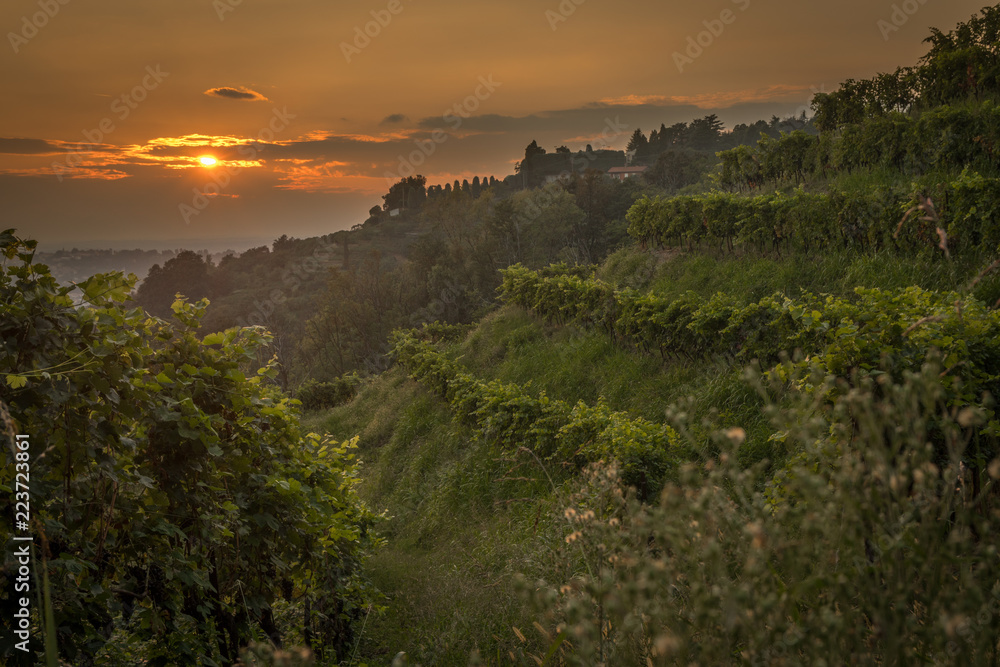 vineyard at sunset in italy