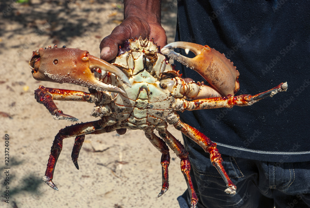 Big crab on Caribbean beaches