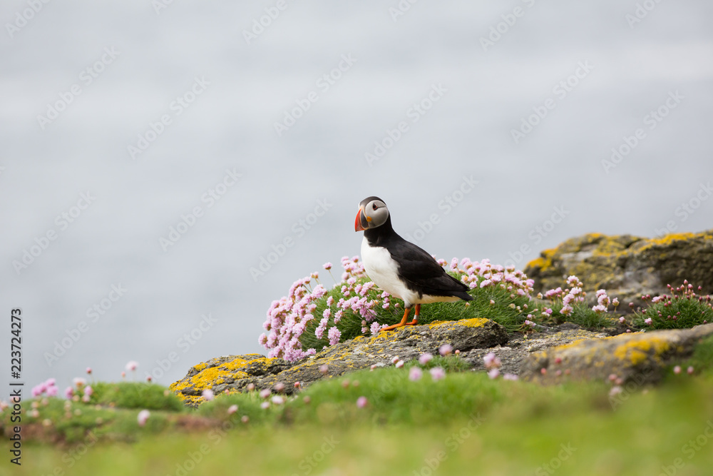 Fototapeta premium Atlantic Puffin (Fratercula arctica) displaying near breeding colony in wild flowers