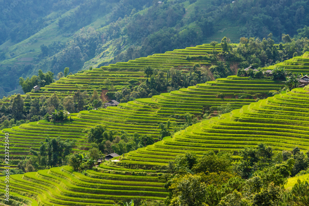 Terraces field in Hoang Su Phi, Ha Giang, Vietnam