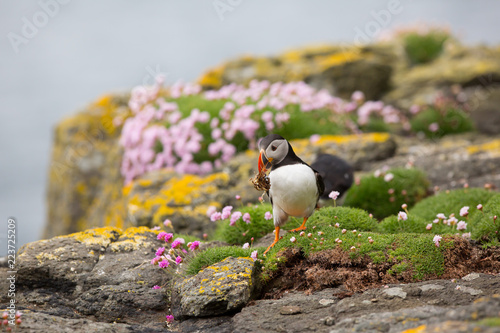 Atlantic Puffin (Fratercula arctica) foraging for nesting material, near nest site at breeding colony in wild flowers