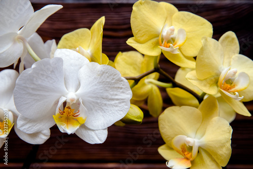 White and yellow orchids on brown background 