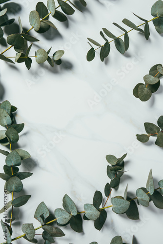 top view of eucalyptus leaves on white background