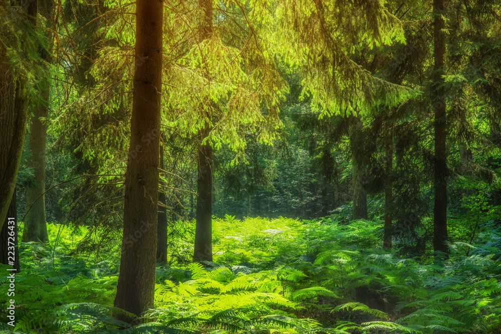 Landschaft Tannenwald mit Farn in zauberhaftem Gegenlicht - Landscape fir forest with fern in enchanting back light - obrazy, fototapety, plakaty 