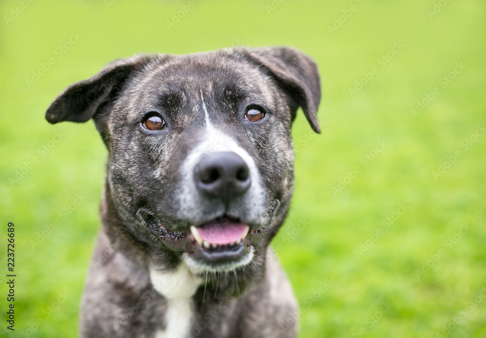 A brindle and white mixed breed dog with floppy ears and a happy expression A brindle and white mixed breed dog with floppy ears and a happy expression