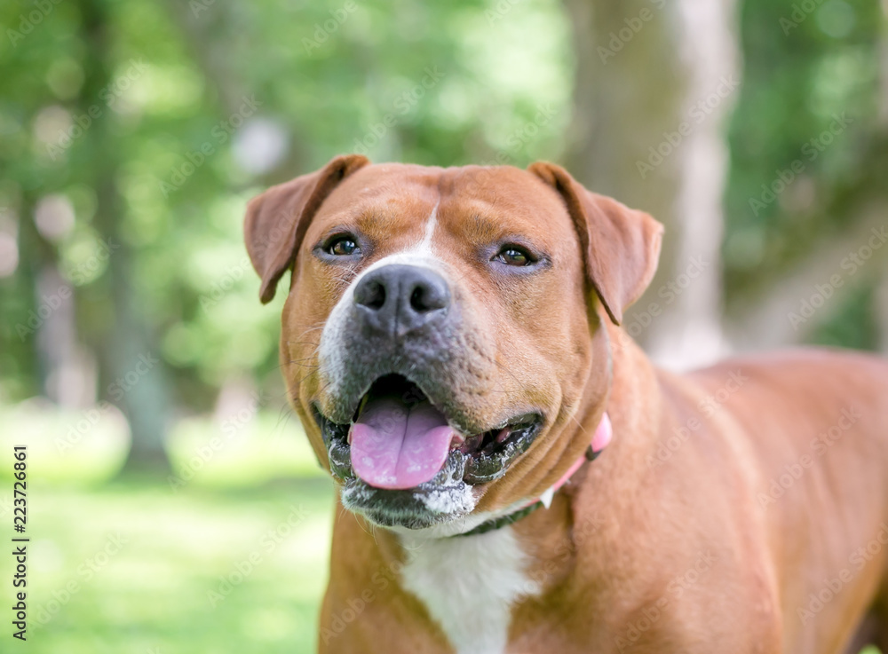 A red and white Pit Bull Terrier mixed breed dog with a happy expression