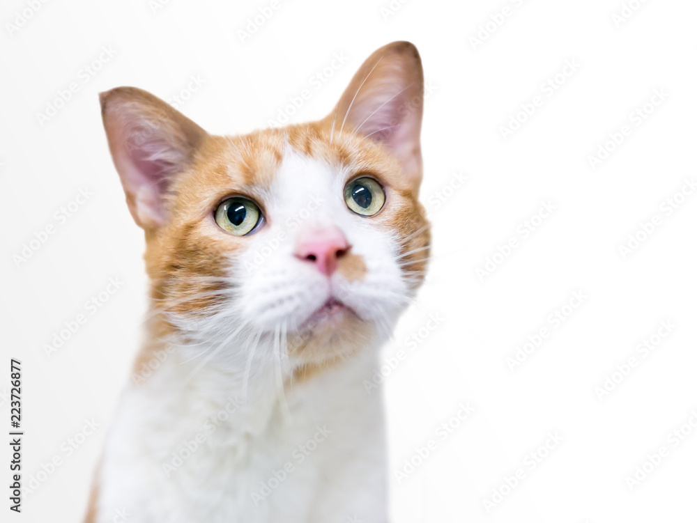 Fototapeta premium A domestic shorthair cat with white and orange tabby markings on a white background