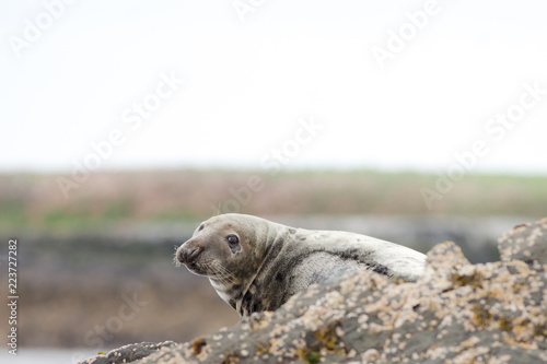 Grey seal (Halichoerus grypus) female on rock at colony © lisalouise