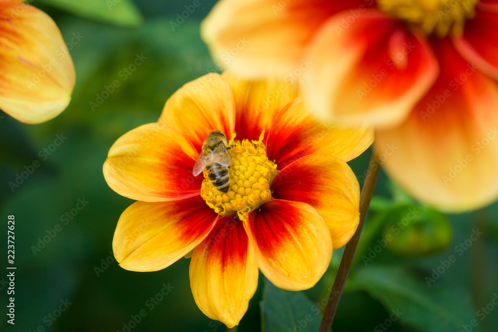 Dahlien (Schloss Reinbek) werden von Bienen bestäubt. Dahlien (Schloss Reinbek) werden von Bienen bestäubt.