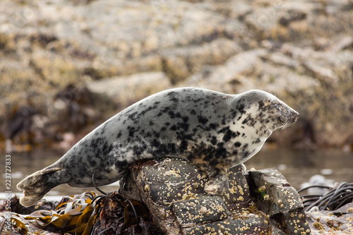 Grey seal (Halichoerus grypus) female on rock at colony