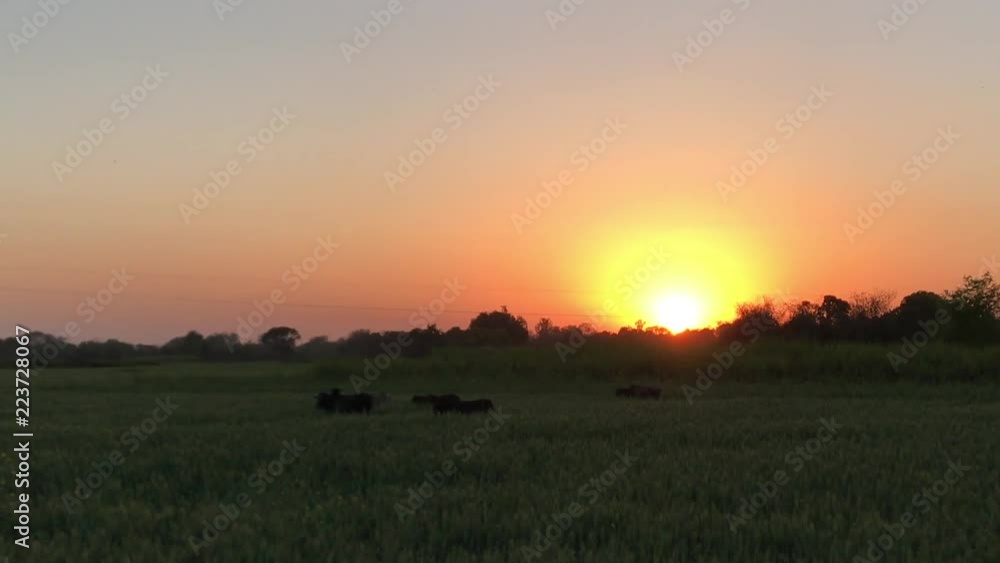 Close up incredible sunset field of wheat sway in wind, India. Green Wheat Spikelets Grass Plants Leaves Flowers, Wheat Blowing In Wind In A Field, Grass sunset wheat ready for harvest, rays sun. Close up incredible sunset field of wheat sway in wind, India. Green Wheat Spikelets Grass Plants Leaves Flowers, Wheat Blowing In Wind In A Field, Grass sunset wheat ready for harvest, rays sun.