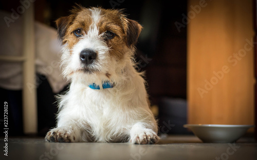 Purebred male Jack Russell Terrier lies under the table and rests