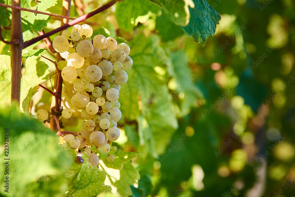 Bunch of white gapes on a crop before ripe Styria Steiermark Austria summer autumn