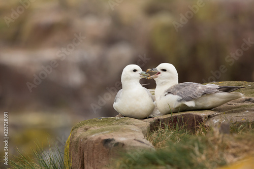 Photos Northern fulmar (Fulmarus glacialis) pair at nest site calling and preening