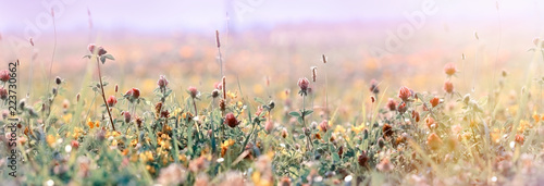 Valokuva Beautiful meadow, flowering meadow flowers, flowering red clover