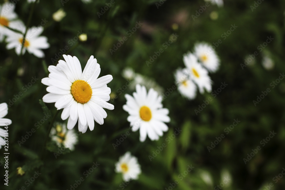 Fototapeta premium daisies in grass
